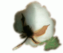 cotton.gif