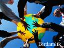 birdamlik.jpg