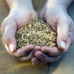 rossiya_sobiraet_rekordnie_urozhai_zerna300x200